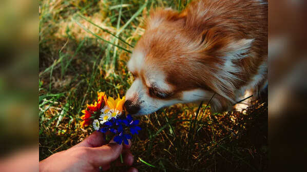 Work on their sense of smell