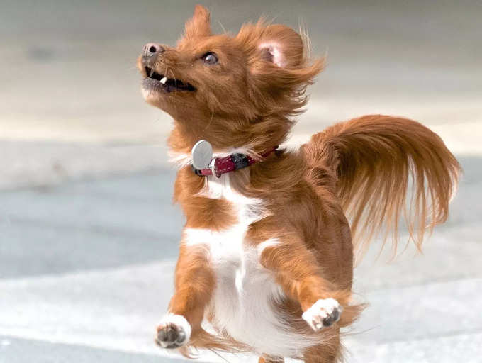 How to manage a hyperactive dog | The Times of India