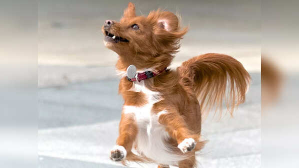 Here's how you can take care of an overtly excited dog