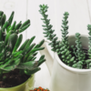 Article image for: Good <i class="tbold">feng shui</i> plants for your house