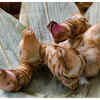 Galangal