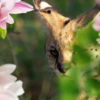 Do you see a bird or a lynx?
