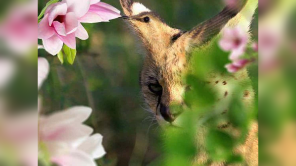 Do you see a bird or a lynx?
