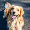 Brush the dog’s coat daily