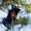 ​Bats host a number of other virulent zoonotic viruses too