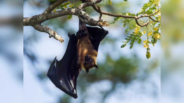 Bats host a number of other virulent zoonotic viruses too