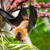 ​What do researchers say about bats?