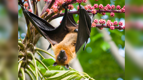 What do researchers say about bats?