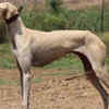 Mudhol Hound