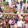 Dog Show