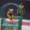 Dog Show