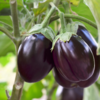 ​Brinjal