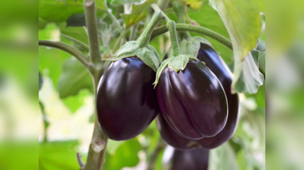 Brinjal