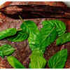 Article image for: <i class="tbold">basil</i>