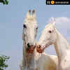 Bollywood power couple Alia Bhatt and Ranbir Kapoor chose to keep their wedding day horse-free! A perfect occasion for anyone to spare a thought for and show love to ALL our fellow sentient beings. In honor of their compassion, Animal Rahat has named these horses Ranbir & Alia!