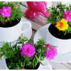 ​Tea cup planter