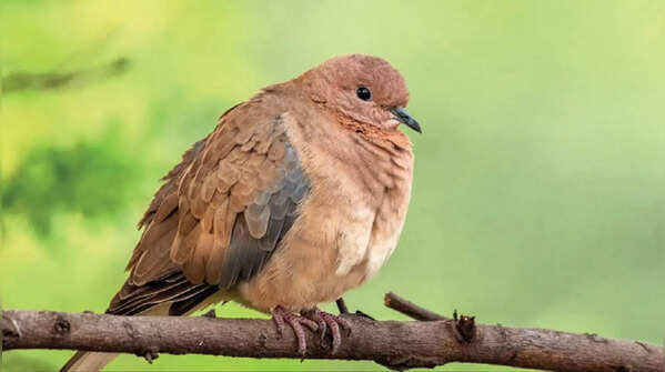 Noida apartments are new nesting spot of Wetland birds