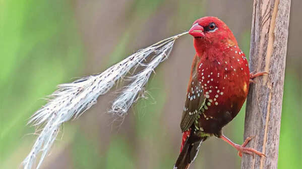 Noida apartments are new nesting spot of Wetland birds
