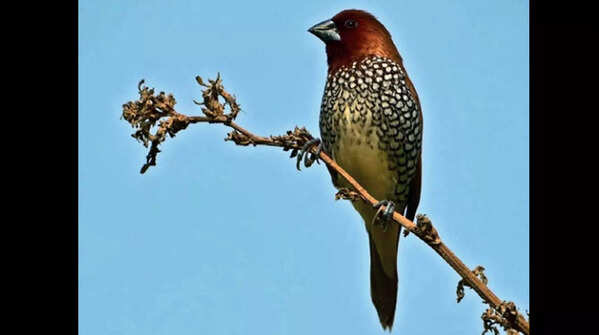 Noida apartments are new nesting spot of Wetland birds