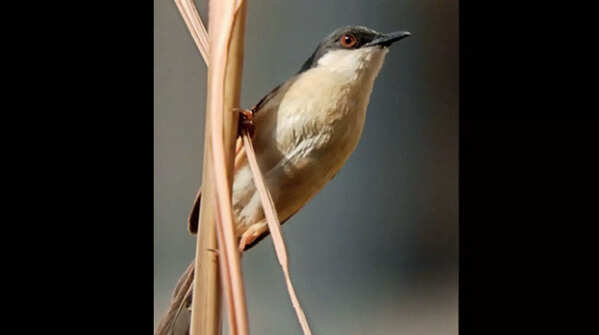 Noida apartments are new nesting spot of Wetland birds