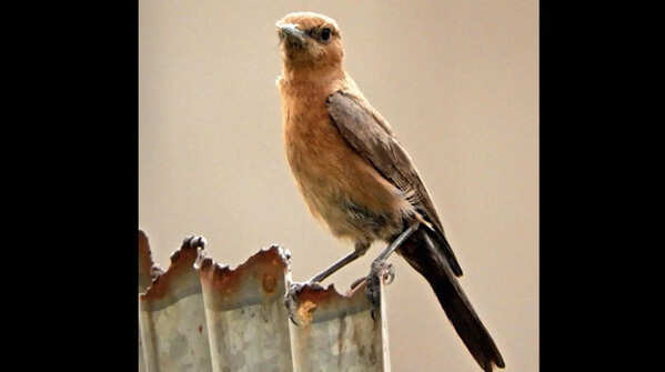 Noida apartments are new nesting spot of Wetland birds