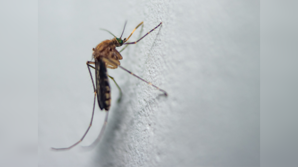 Global data on Malaria