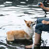 OFF the Leash - A dog Park and Cafe