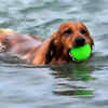 Article image for: Swimming pools for your pets in Delhi-NCR