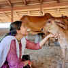 ​Feeding cows