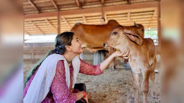 Feeding cows