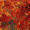 Article image for: <i class="tbold">october</i>