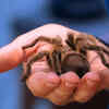 Tarantula