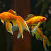 Goldfish
