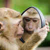 Monkeys