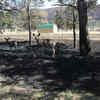 Article image for: Wildfire engulfs pine forests in <i class="tbold">new mexico</i>