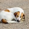 What to do when you see a stray in distress