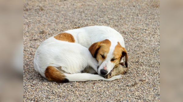 What to do when you see a stray in distress