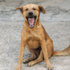 Anupam’s Instagram is the hub of all rescue and adoption activities
