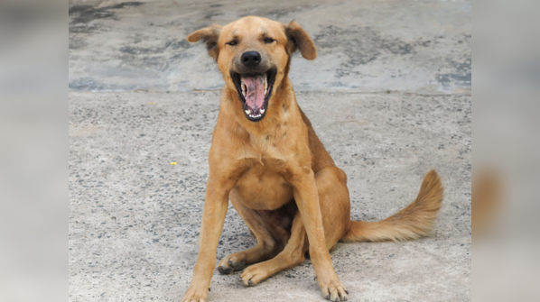 Anupam’s Instagram is the hub of all rescue and adoption activities