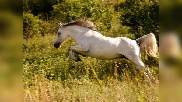 Horse owners