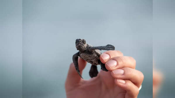 If you own a turtle
