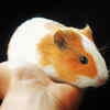 If you own a guinea pig