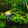 If you have a fish