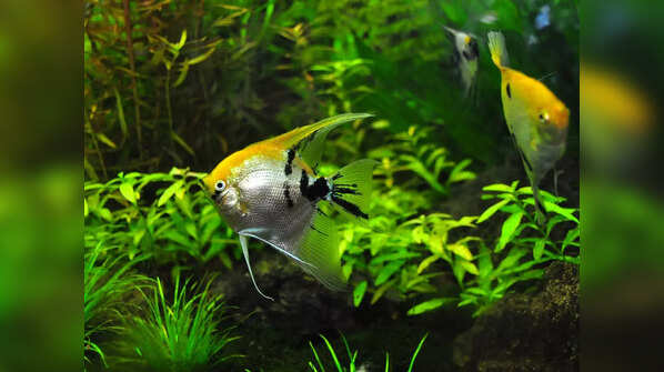 If you have a fish