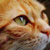 If you have a cat