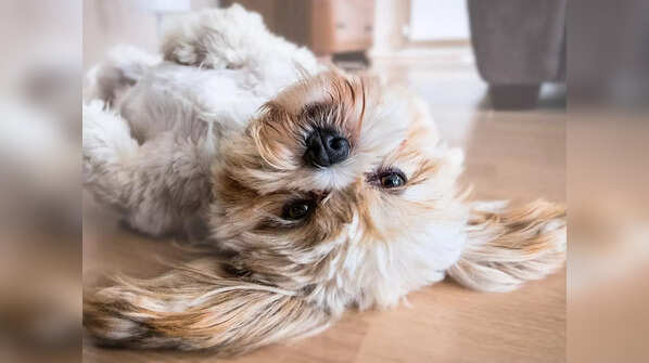 If you have a dog