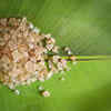 Article image for: <i class="tbold">gond katira</i> - A Wonder Herb