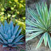 Type of agave used