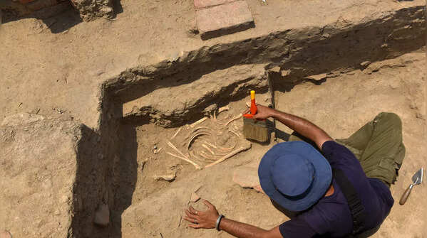 Rakhigarhi dig reveals planned Harappan city
