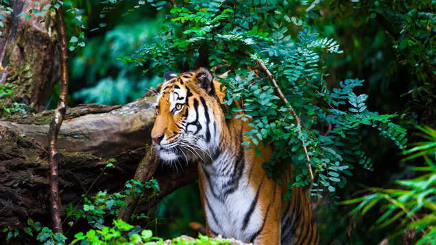 We need to talk about Dampa Tiger Reserve in Mizoram
